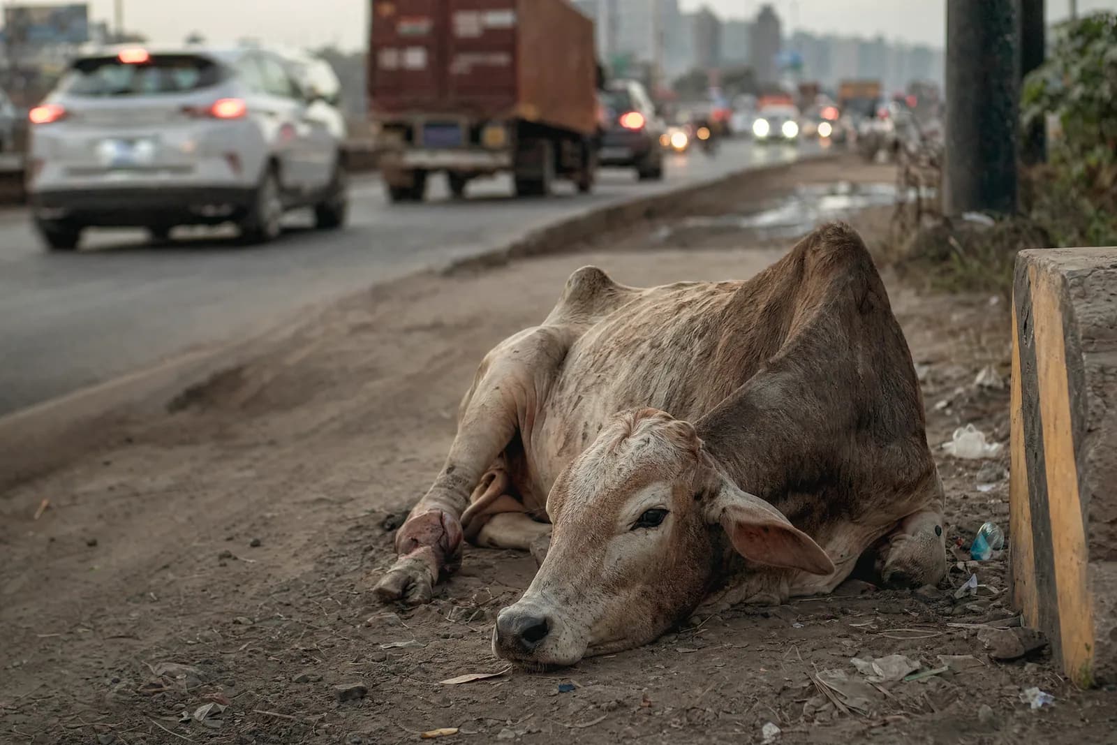 Cows being cared for during Gau Seva