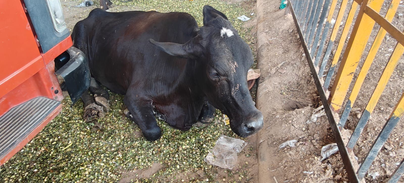 Gau Mata receiving urgent recovery support