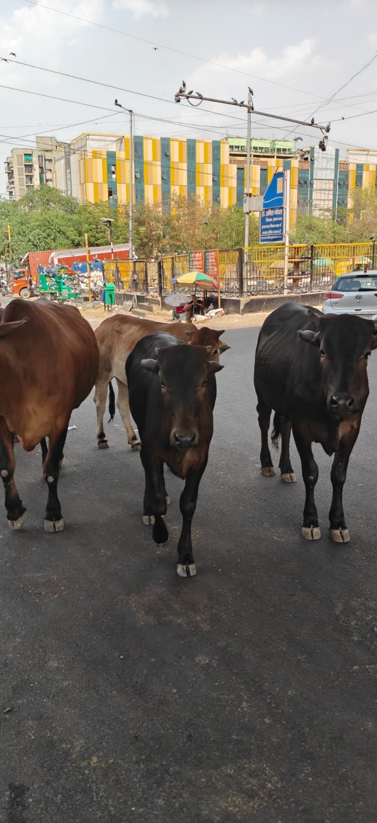 Gau Mata receiving urgent recovery support