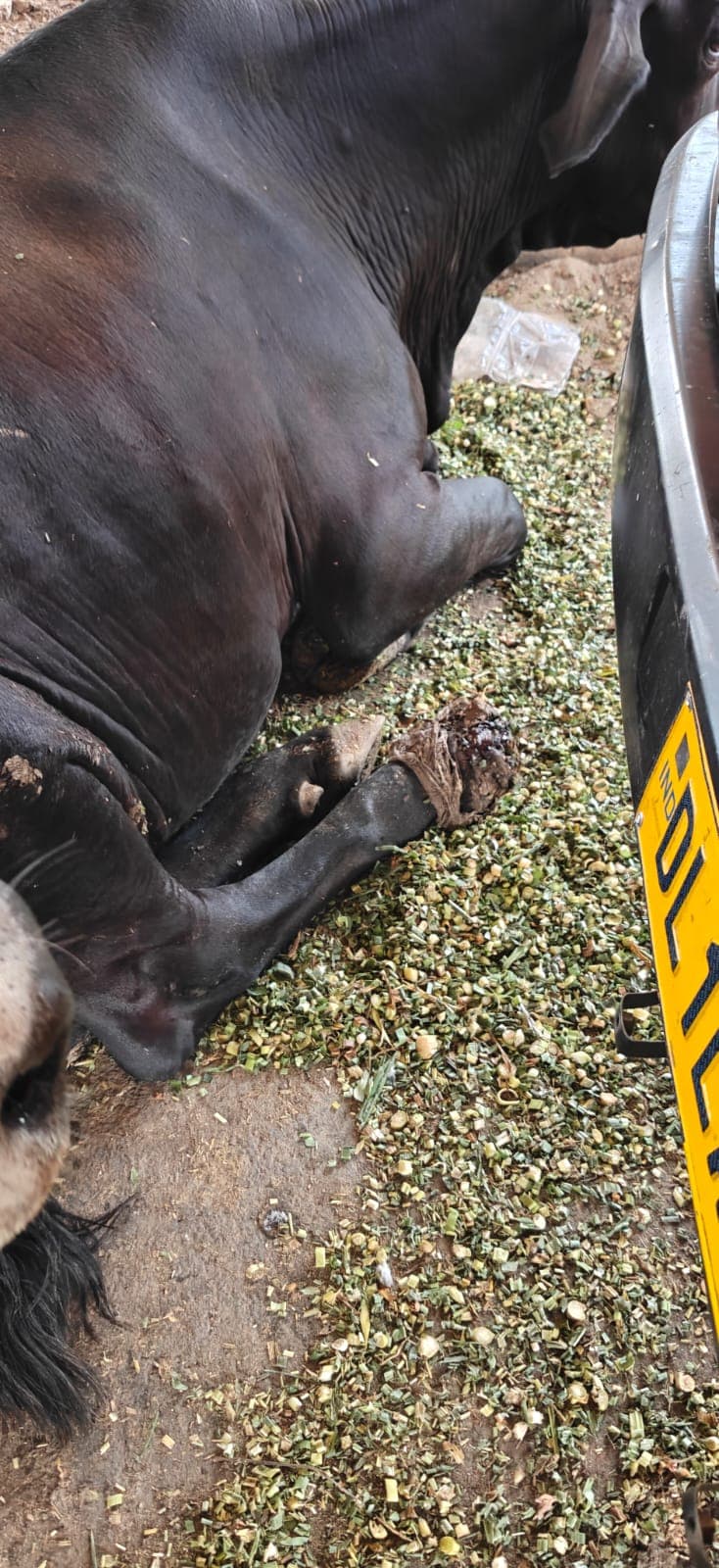 Gau Mata receiving urgent recovery support