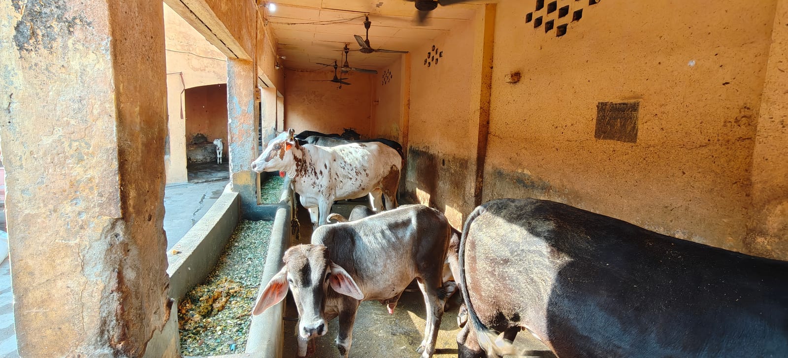 EK Kripa Foundation volunteers serving people during a field activity